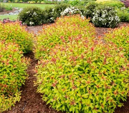 Spiraea japonica 'Rainbow Fizz™'