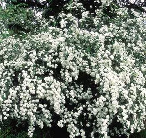 Spiraea x vanhouttei 'Bridal Wreath'