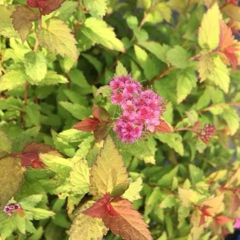 Spirea, Bloomin' Easy Pop Rocks Rainbow Fizz™ Spirea