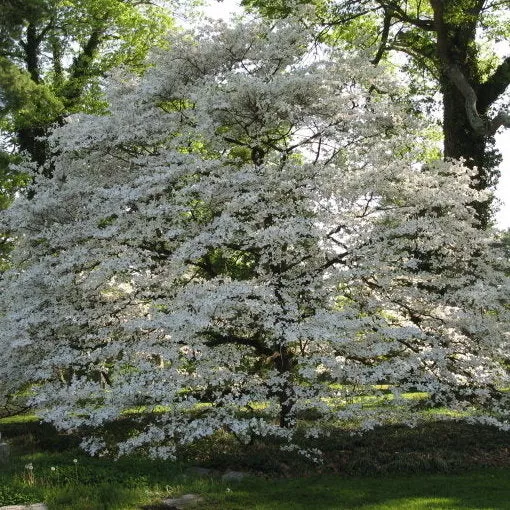 Spring Grove Dogwood