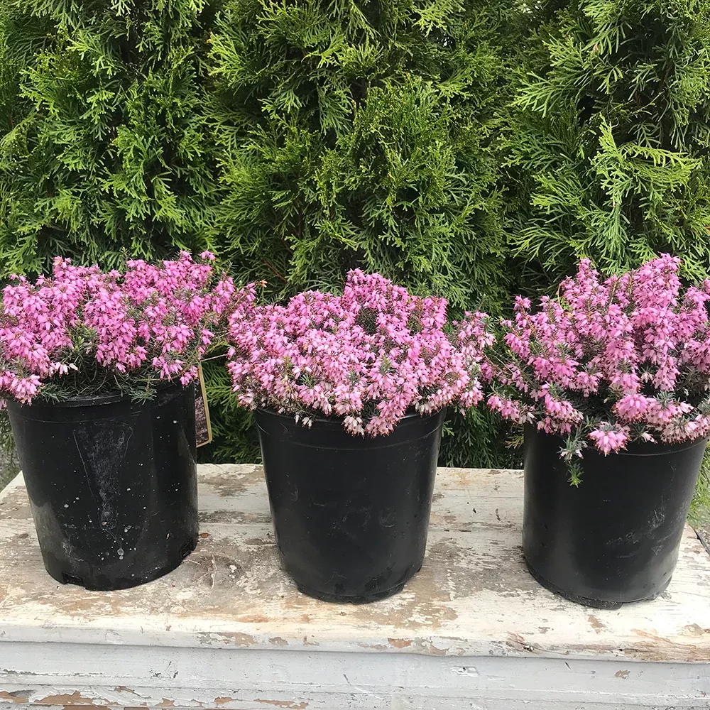 Spring Heath