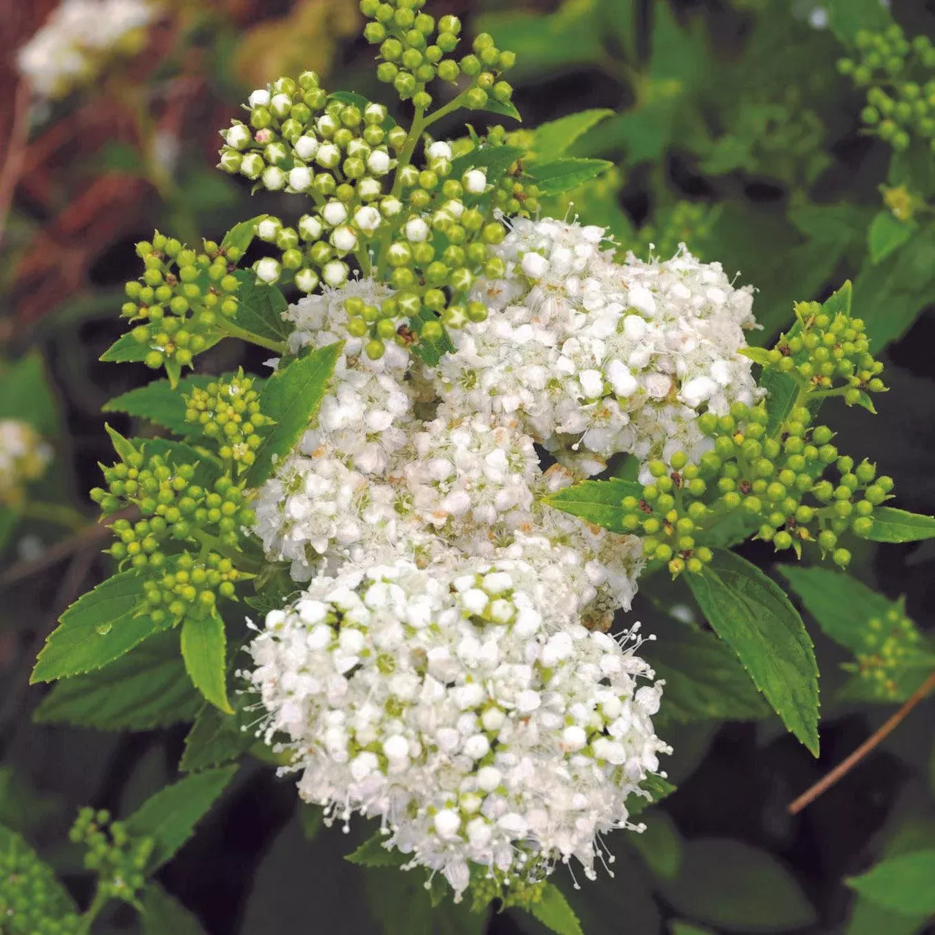 Sprinkle of Sugar Spiraea