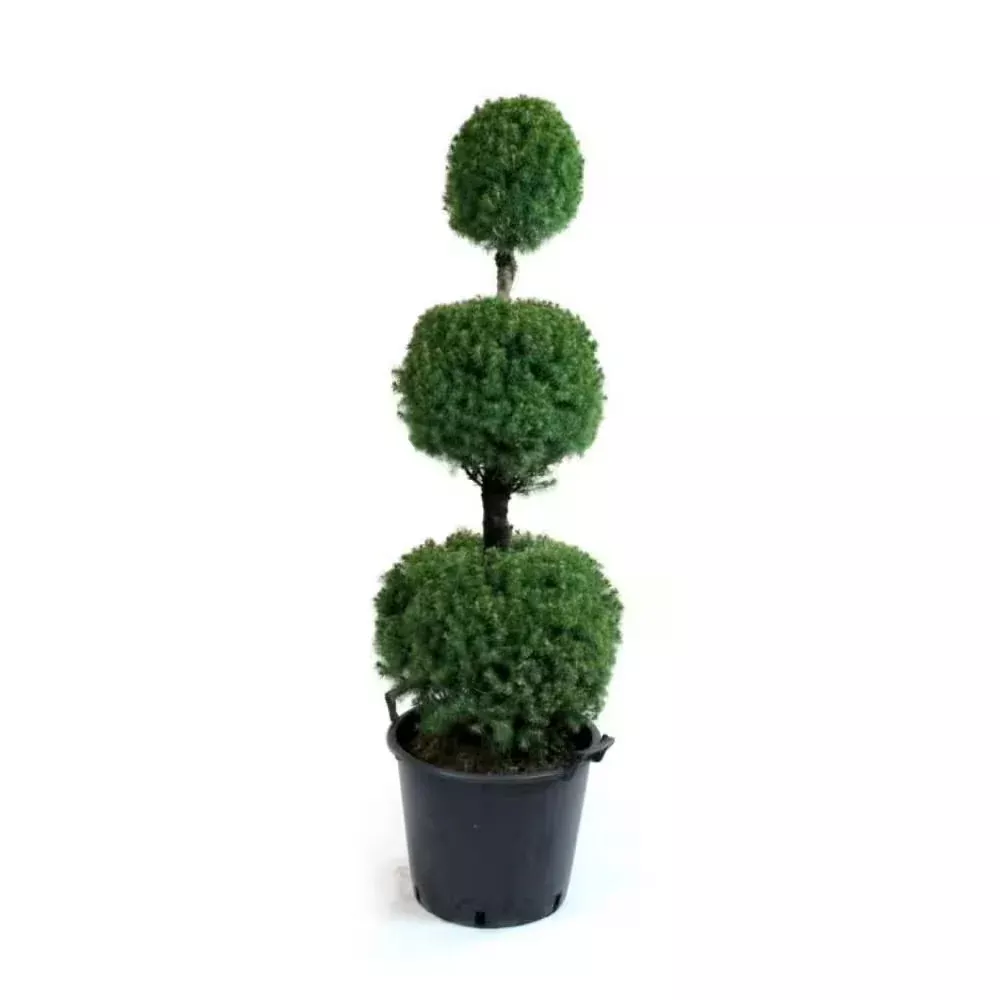 Spruce, Alberto 3 - Ball #10