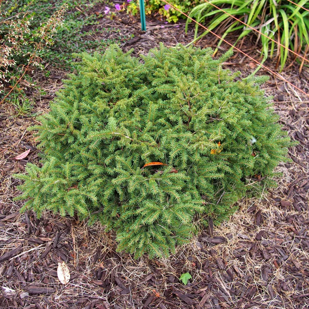Spruce, Bird's Nest Spruce