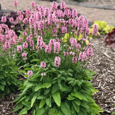 Stachys 'Summer Crush'