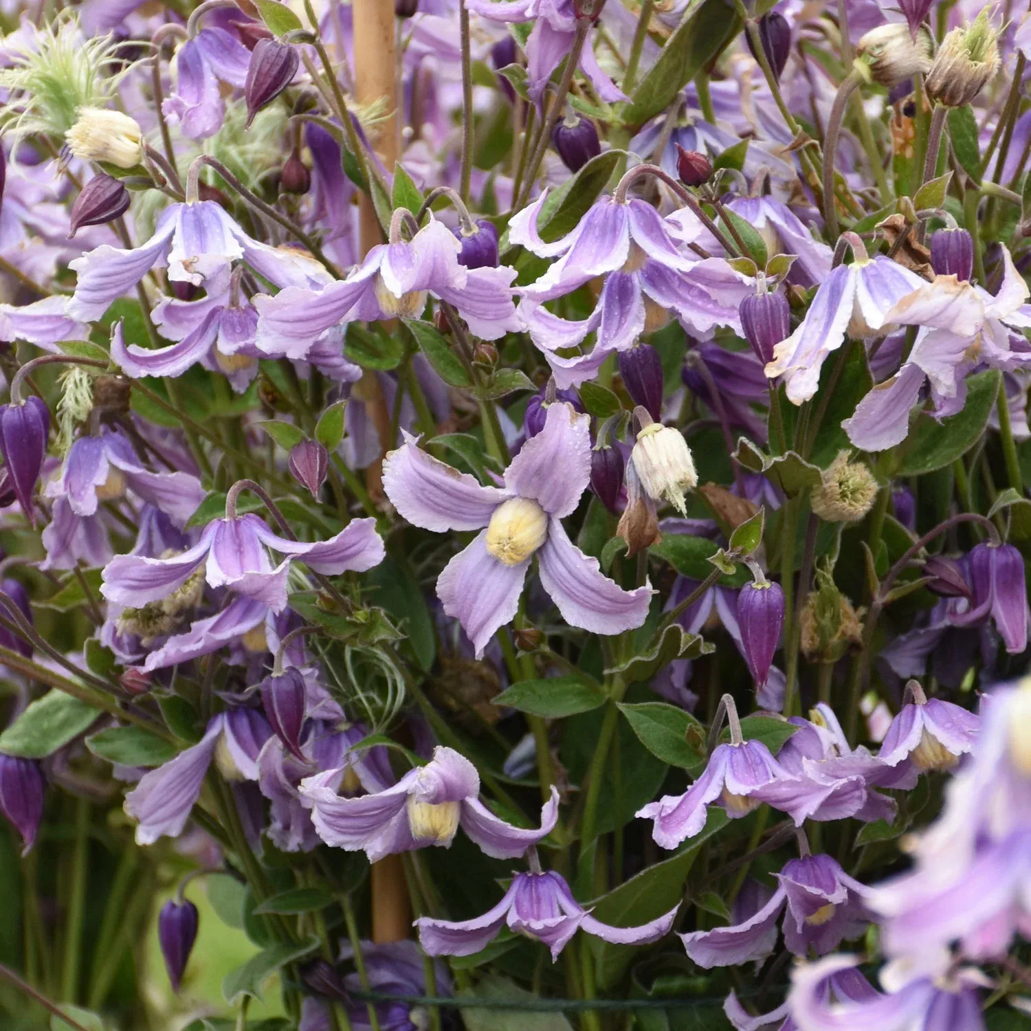 'Stand By Me Lavender' Bush Clematis