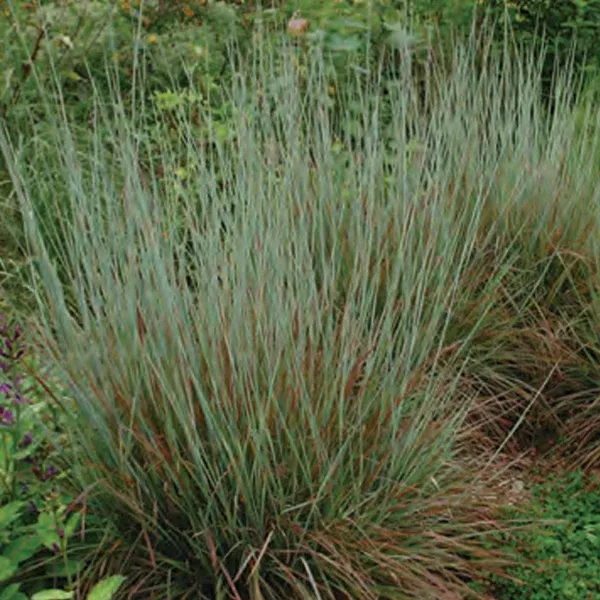 Standing Ovation Little Bluestem Grass