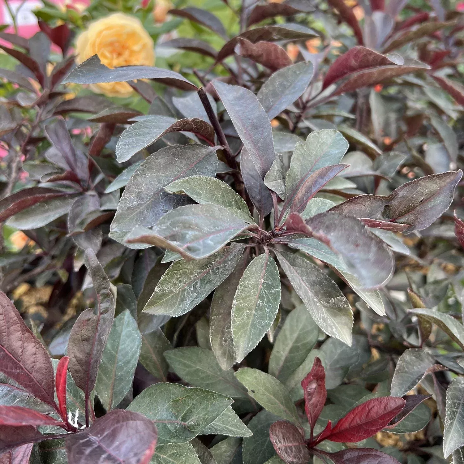 Stay Classy Cherry (Prunus)