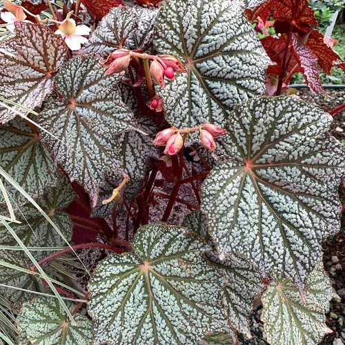 ‘Sterling Moon’ Lunar Lights Begonia