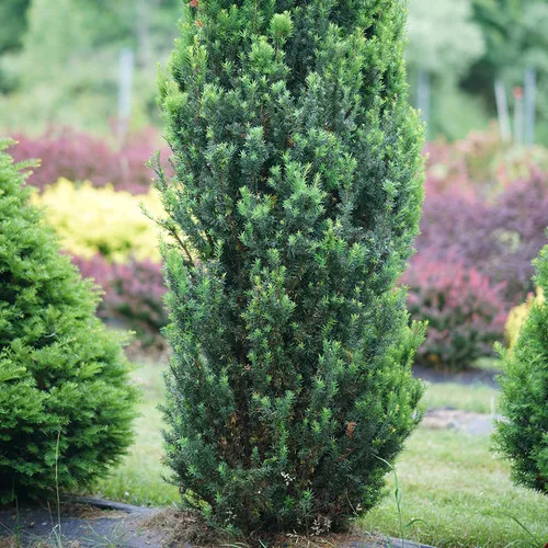 Stonehenge Yew