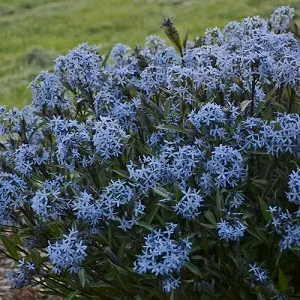 'Storm Cloud' Bluestar (Amsonia)