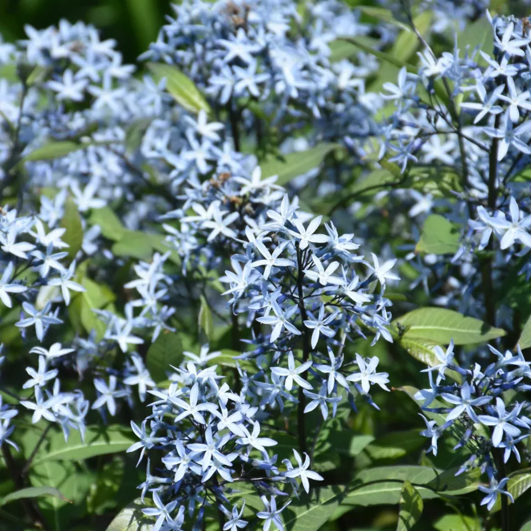 'Storm Cloud' Bluestar