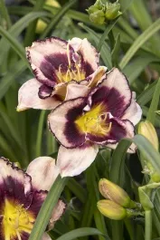 Stormy Skye Daylily