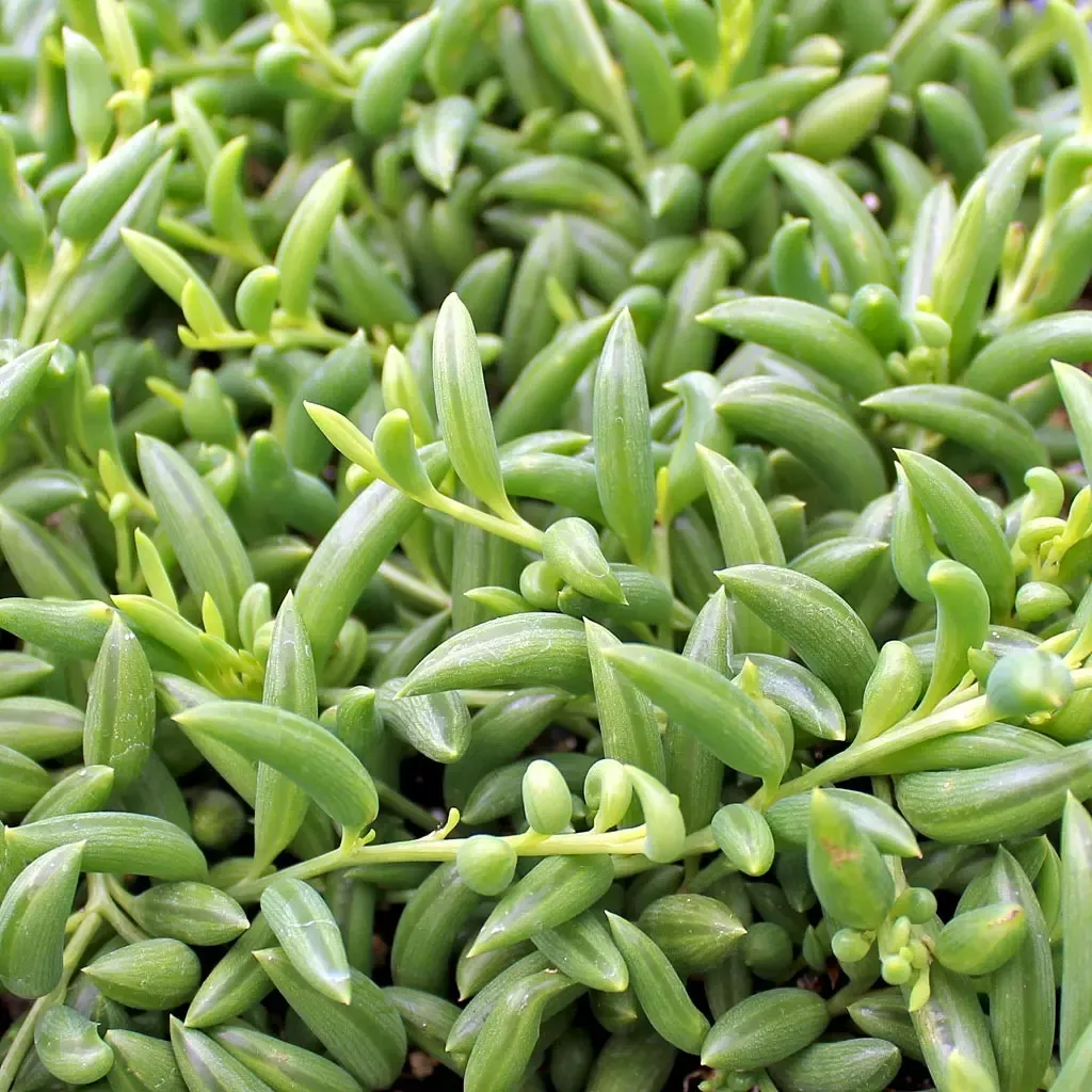 String of Bananas Senecio