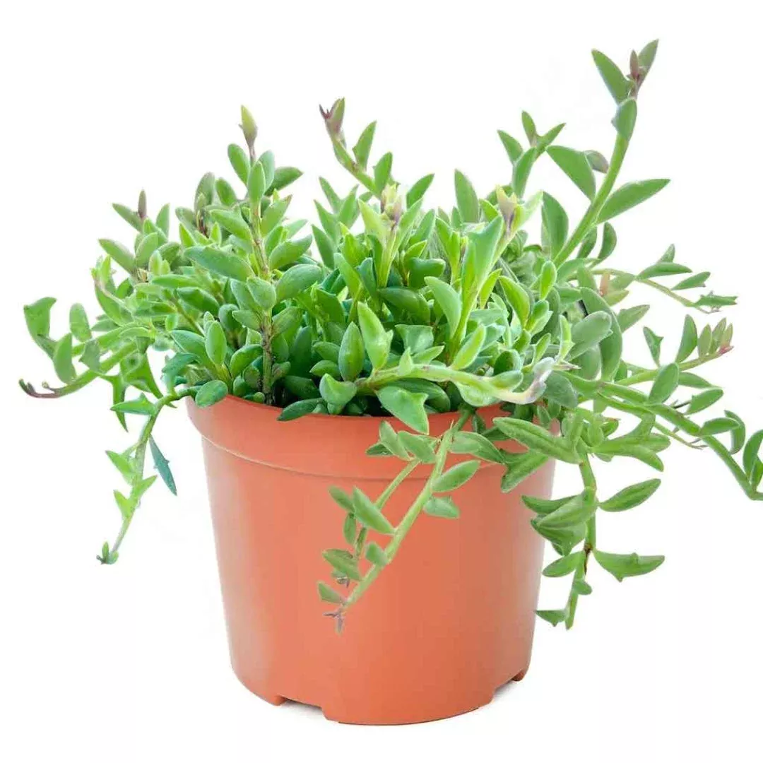 String of Dolphins Indoor Plant | Pixies Gardens