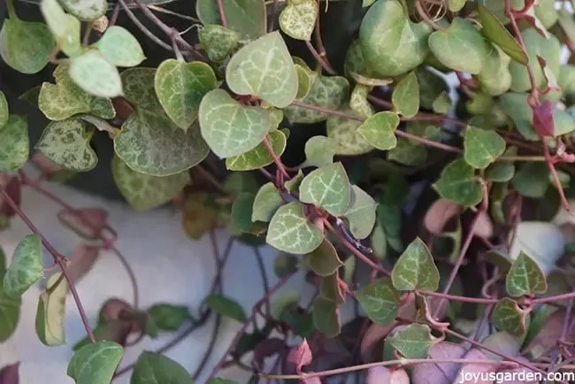 String of Hearts
