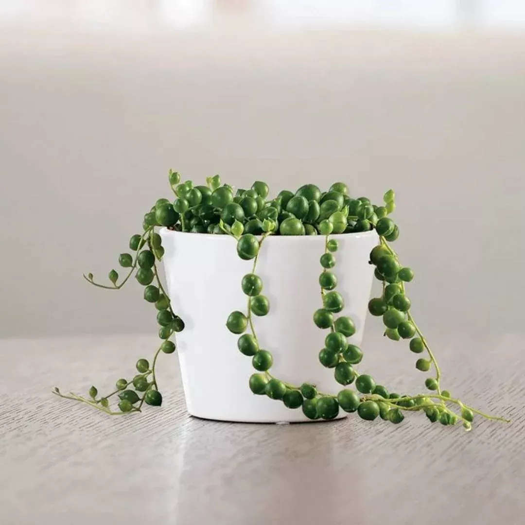 String of Pearls – Cascading Bead-Like Succ | Pixies Gardens