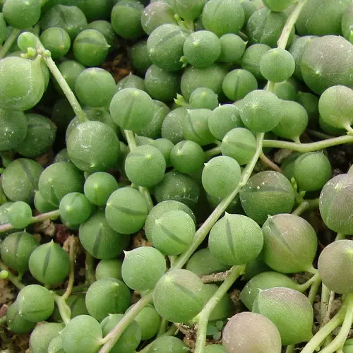 String of Pearls Senecio