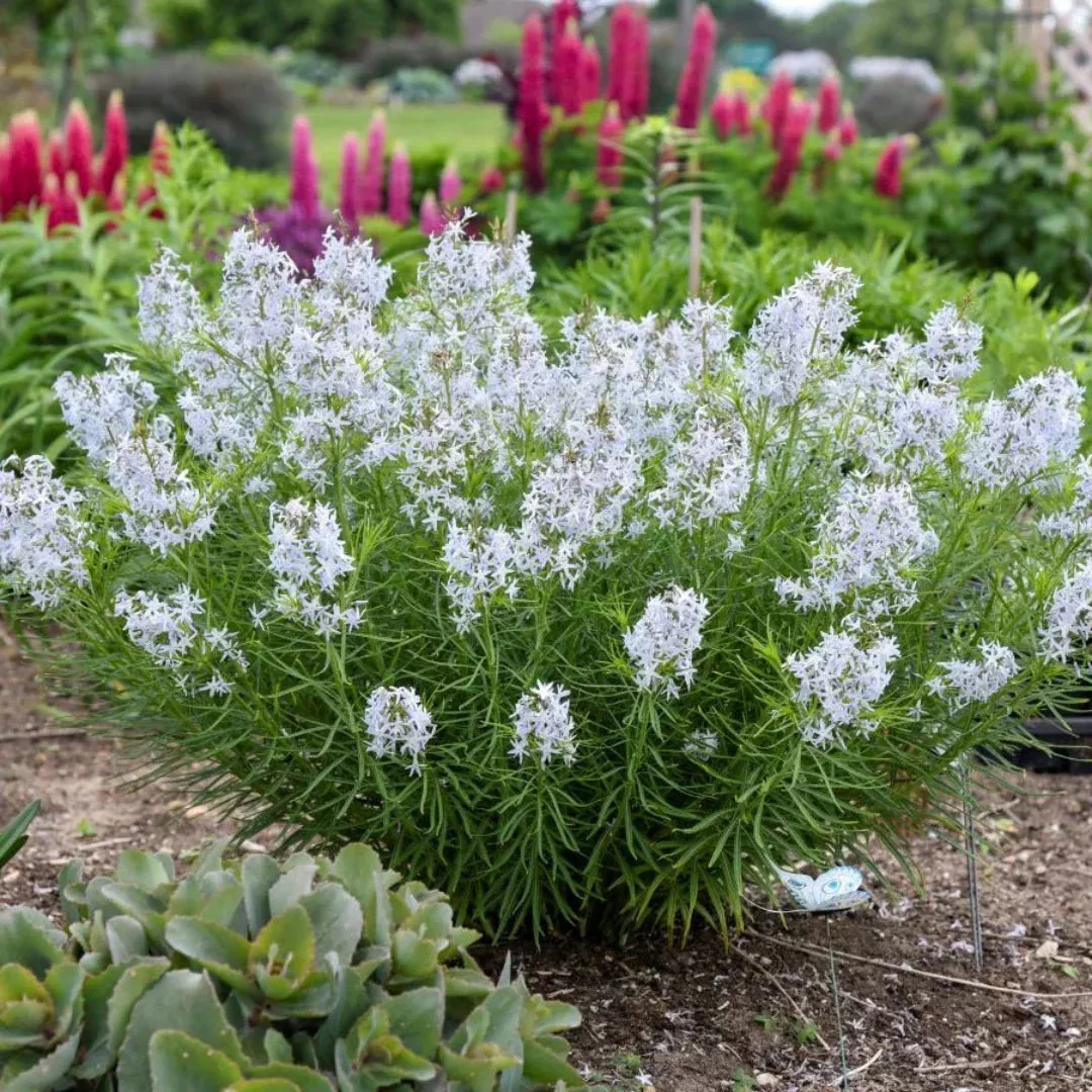 String Theory Blue Star – Thread-Leaf Compa | Pixies Gardens