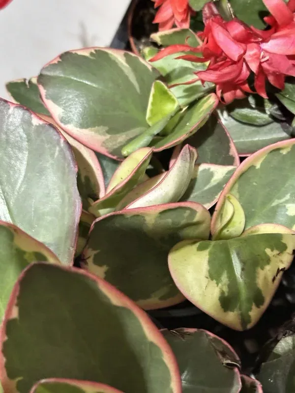 Succulent Peperomia Clusiifolia TRICOLOR Plant 1 Live 3-5″ Rooted Houseplant Red