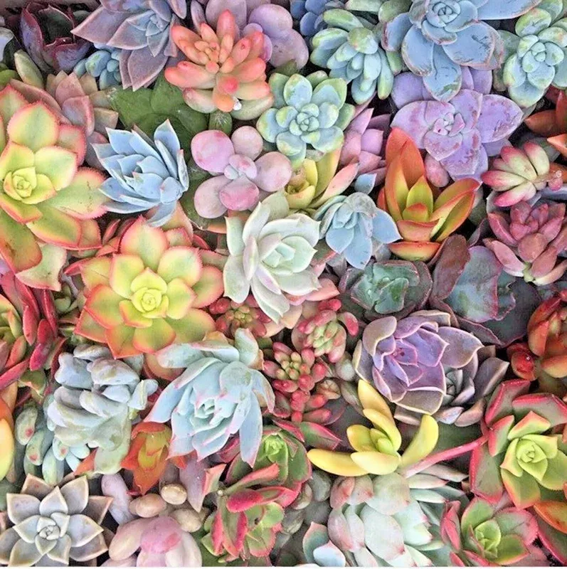 Succulents 25 Mixed 1-2″ Live Unrooted Plant Cuttings Rosettes Pastels Red Jade