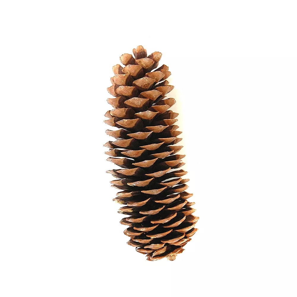 Sugar Cone - Large