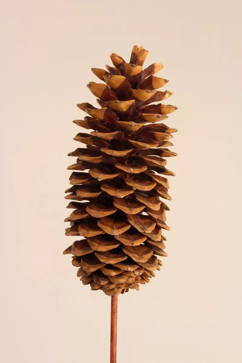 Sugar Cone - Natural