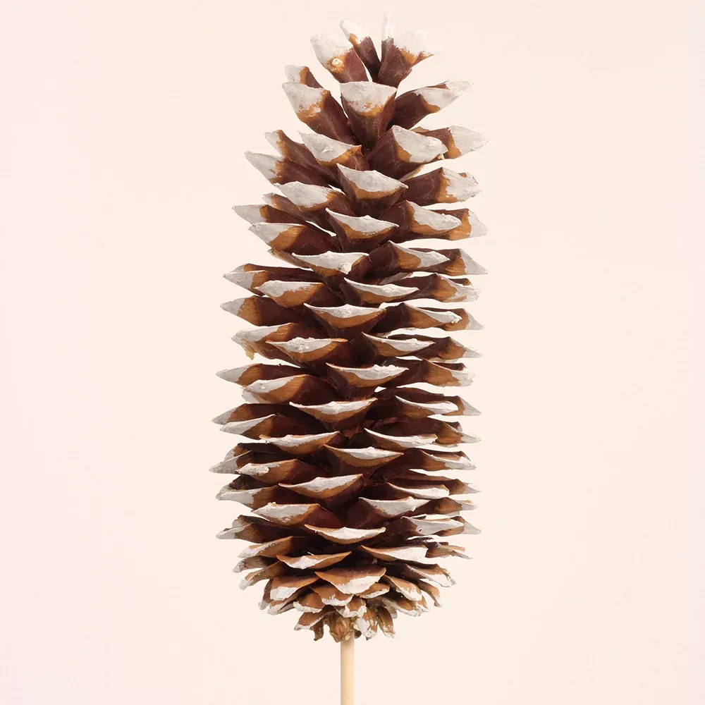 Sugar Cone on Stem – White Tipped