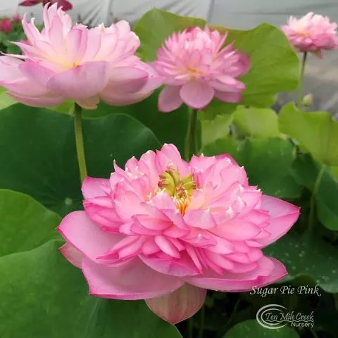 Sugar Pie Pink - Sweet as Sugar!