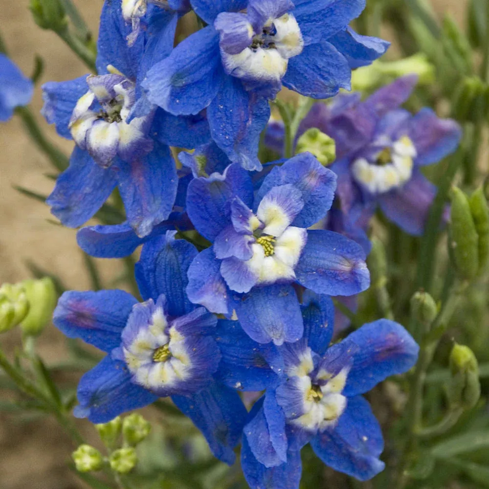 'Summer Cloud' Delphinium