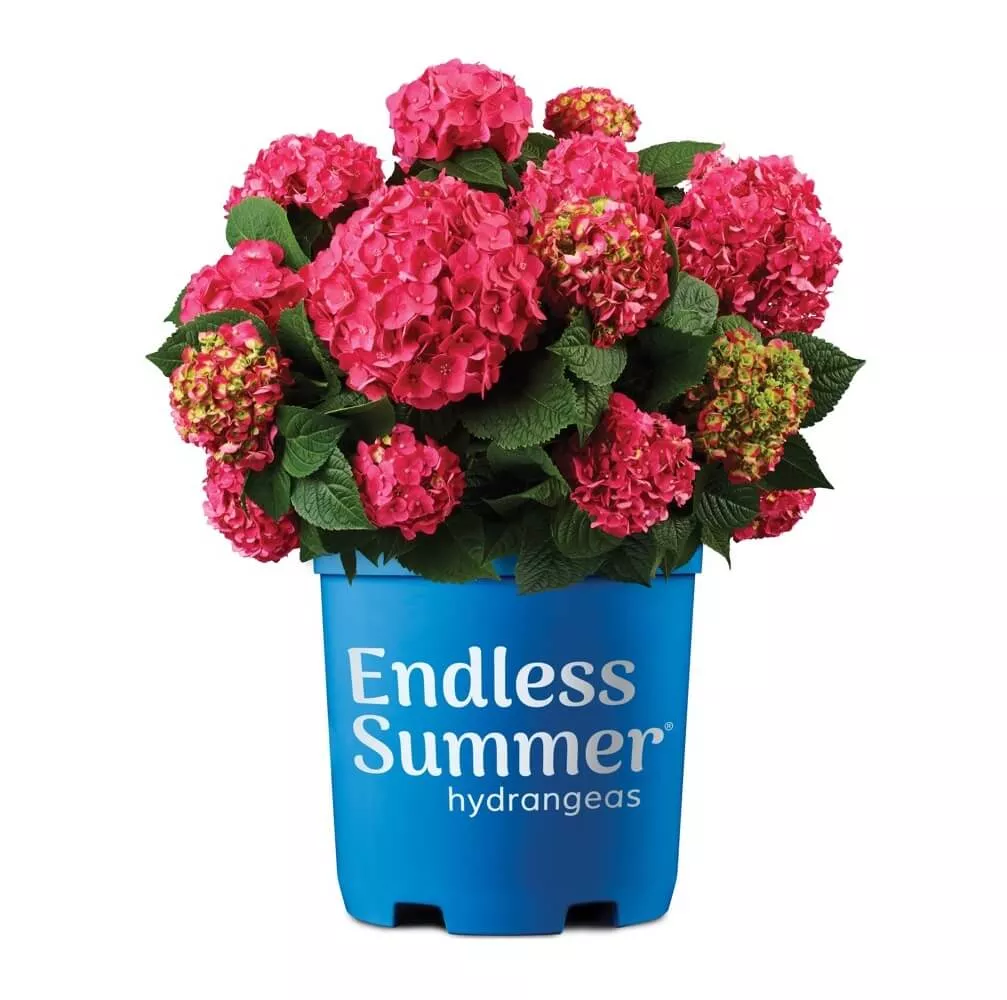 Summer Crush Hydrangea | Endless Summer