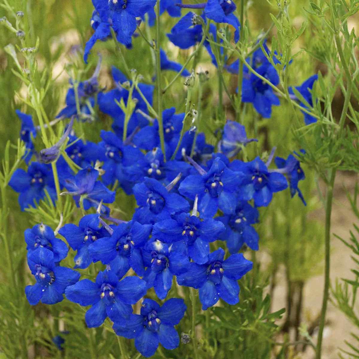 'Summer Nights' Delphinium