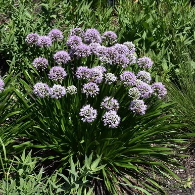 Summer Peek-A-Boo Allium
