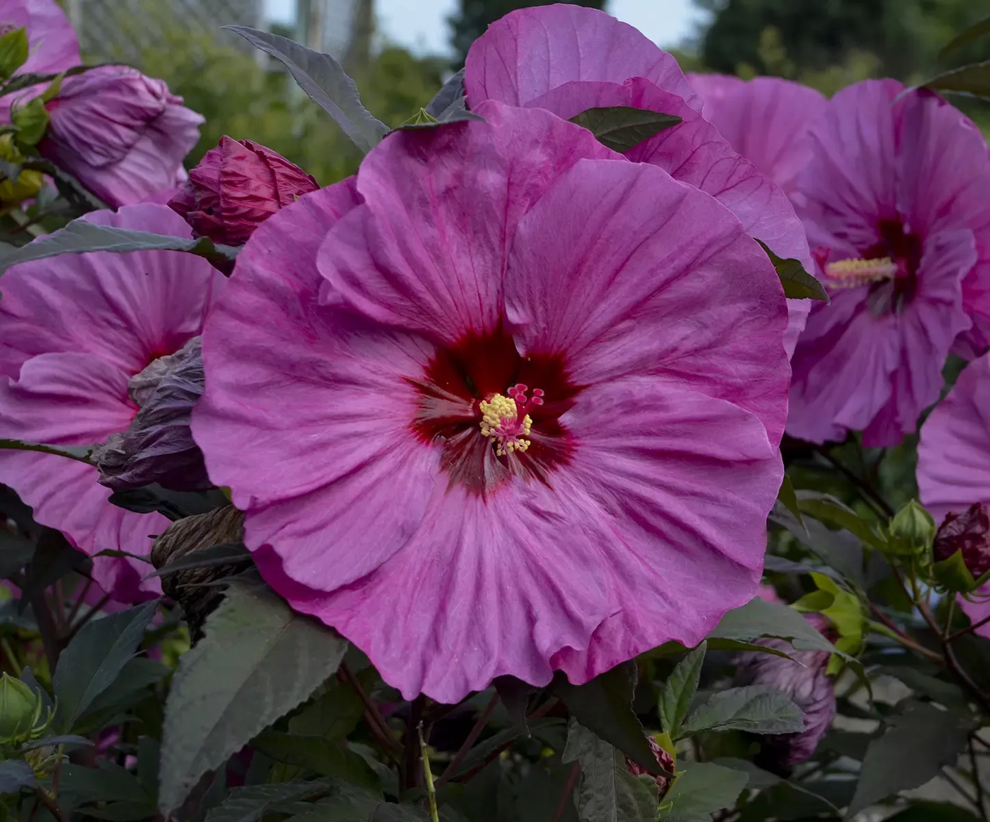 Summerific Berry Awesome Rose Mallow
