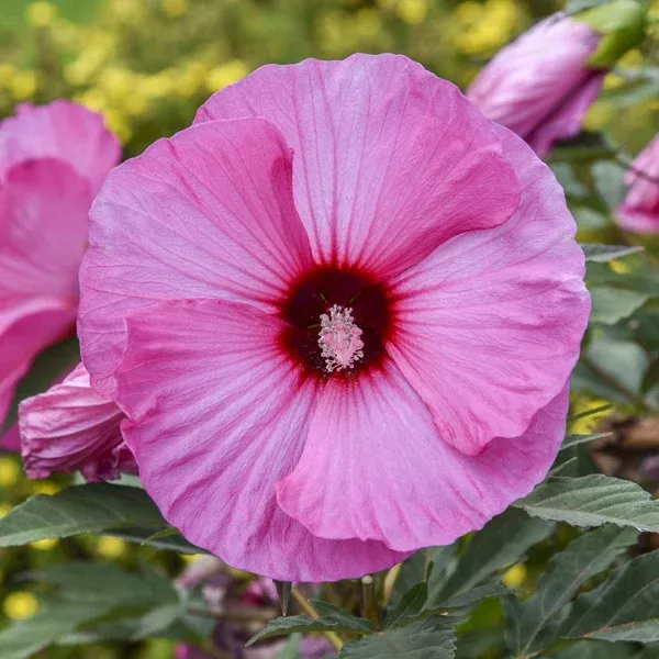 Summerific Candy Crush Rose Mallow