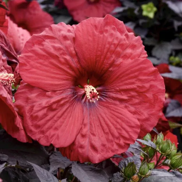 Summerific Holy Grail Rose Mallow