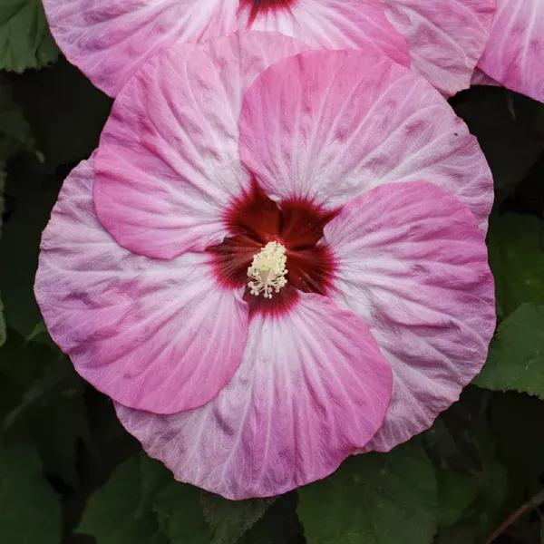 Summerific Spinderella Rose Mallow