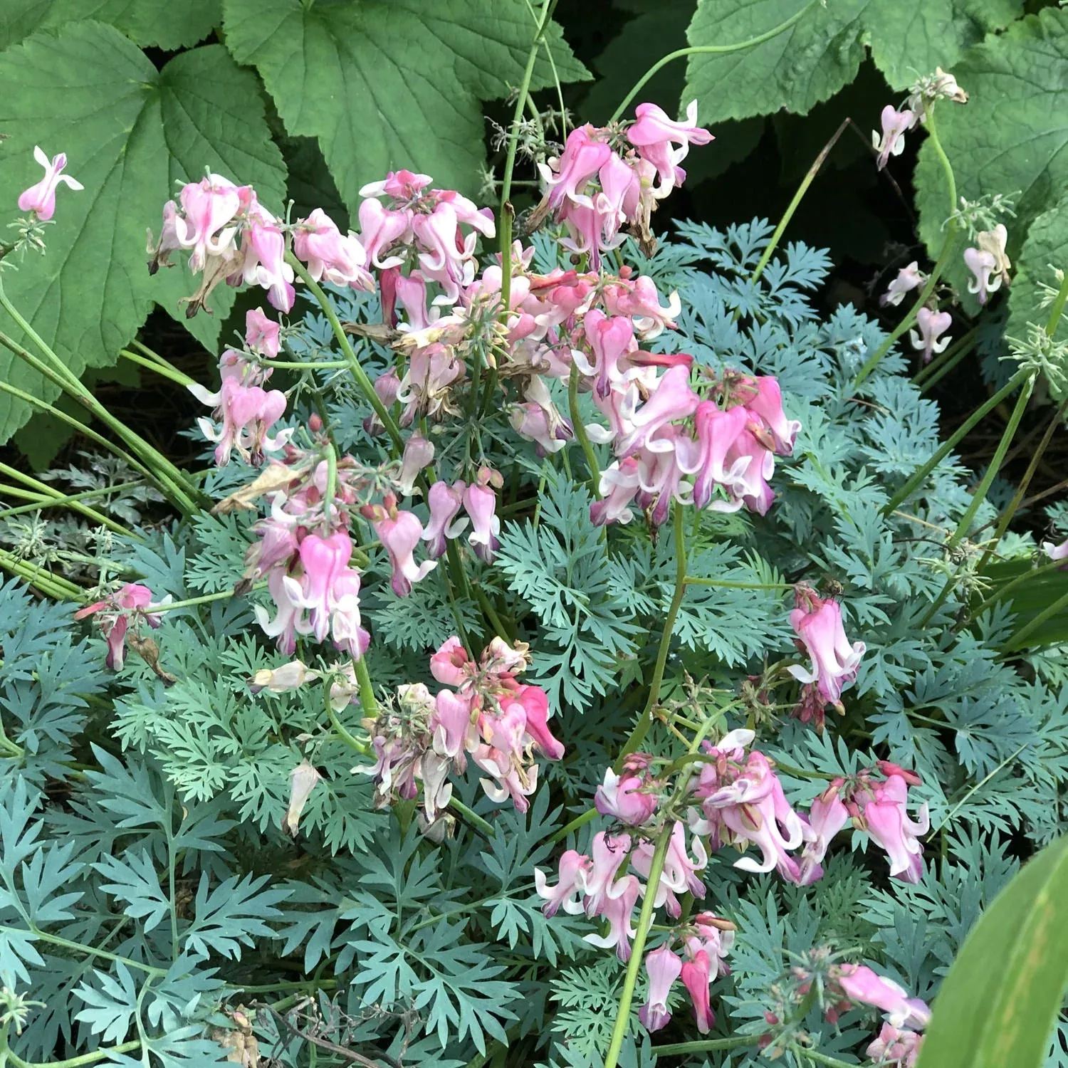Sun Jewels™ 'Pink Diamonds' Bleeding Heart (Dicentra)