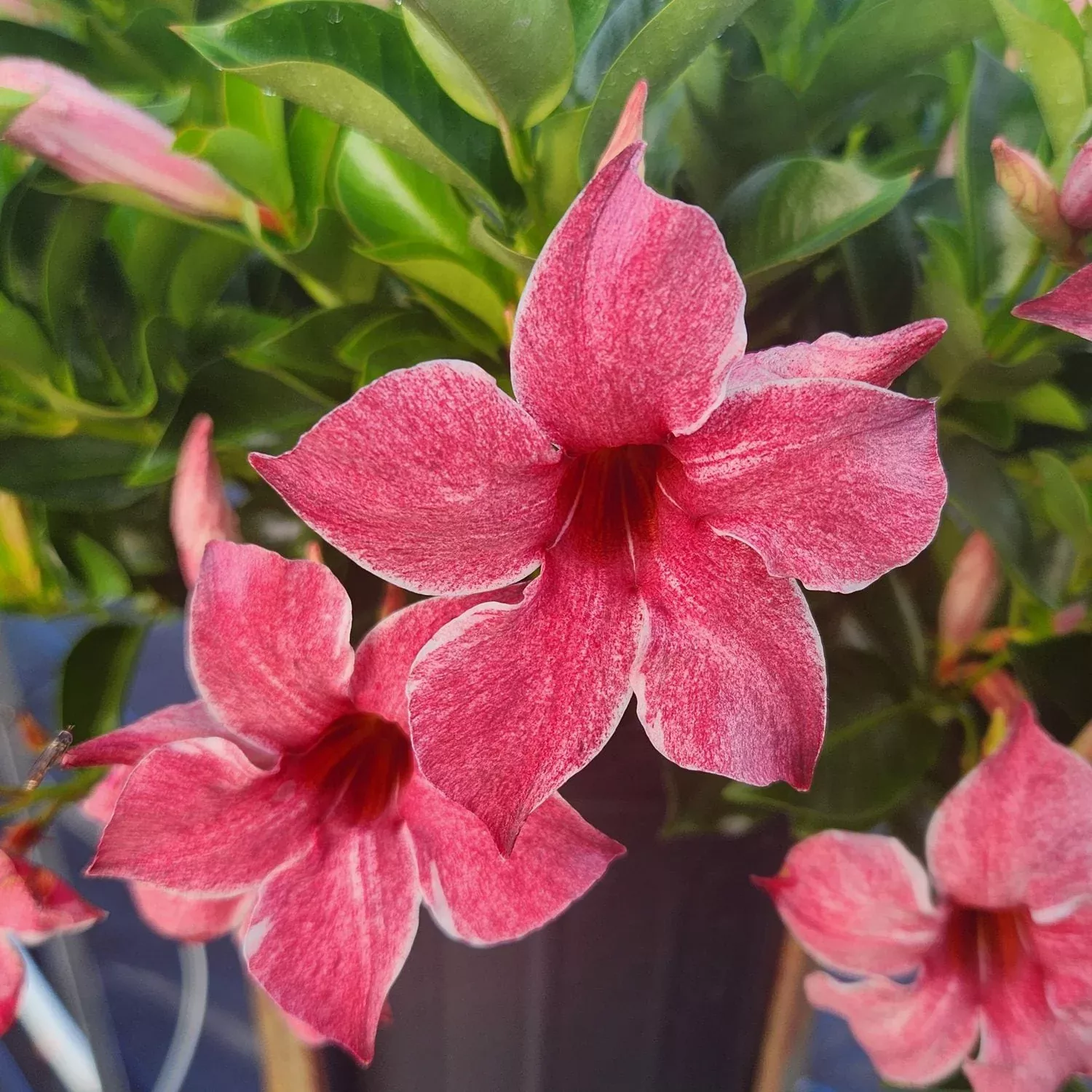 Sun Parasol XP Mauvelous Mandevilla