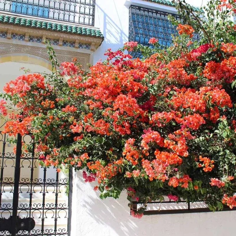 Sundown Orange Bougainvillea Live Plant – Set of 2, 4-6″ Tall, Tropical Vine