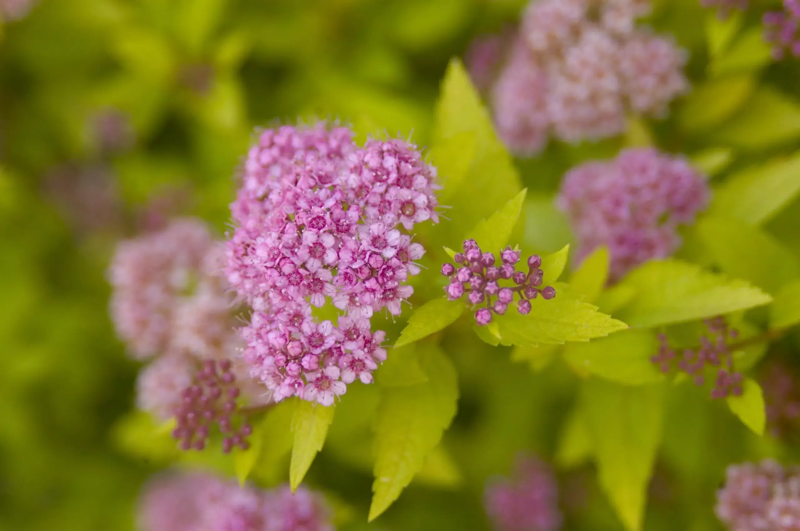 Sundrop Spirea