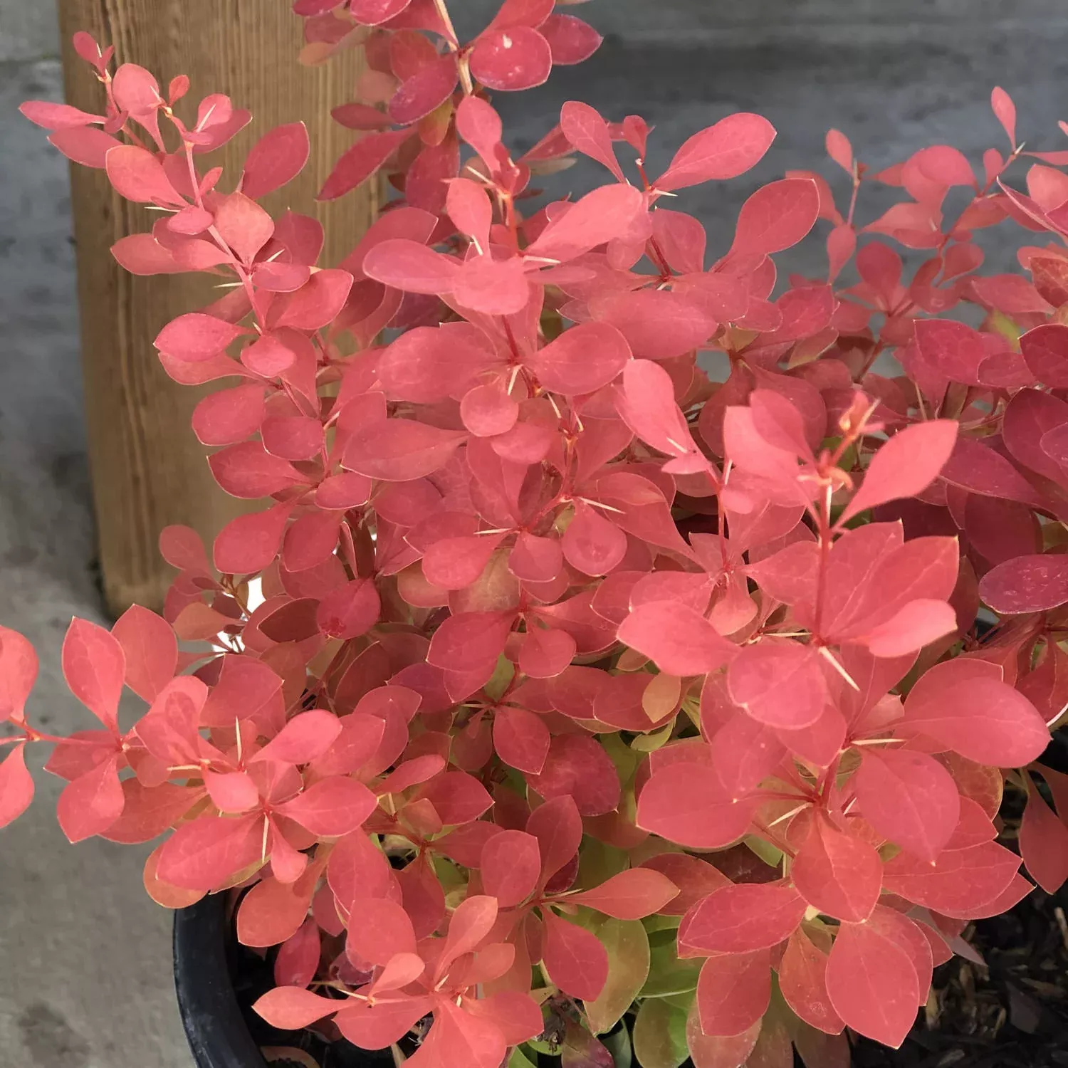 Sunjoy Neo Barberry (Berberis)