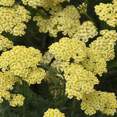 Sunny Seduction Yarrow