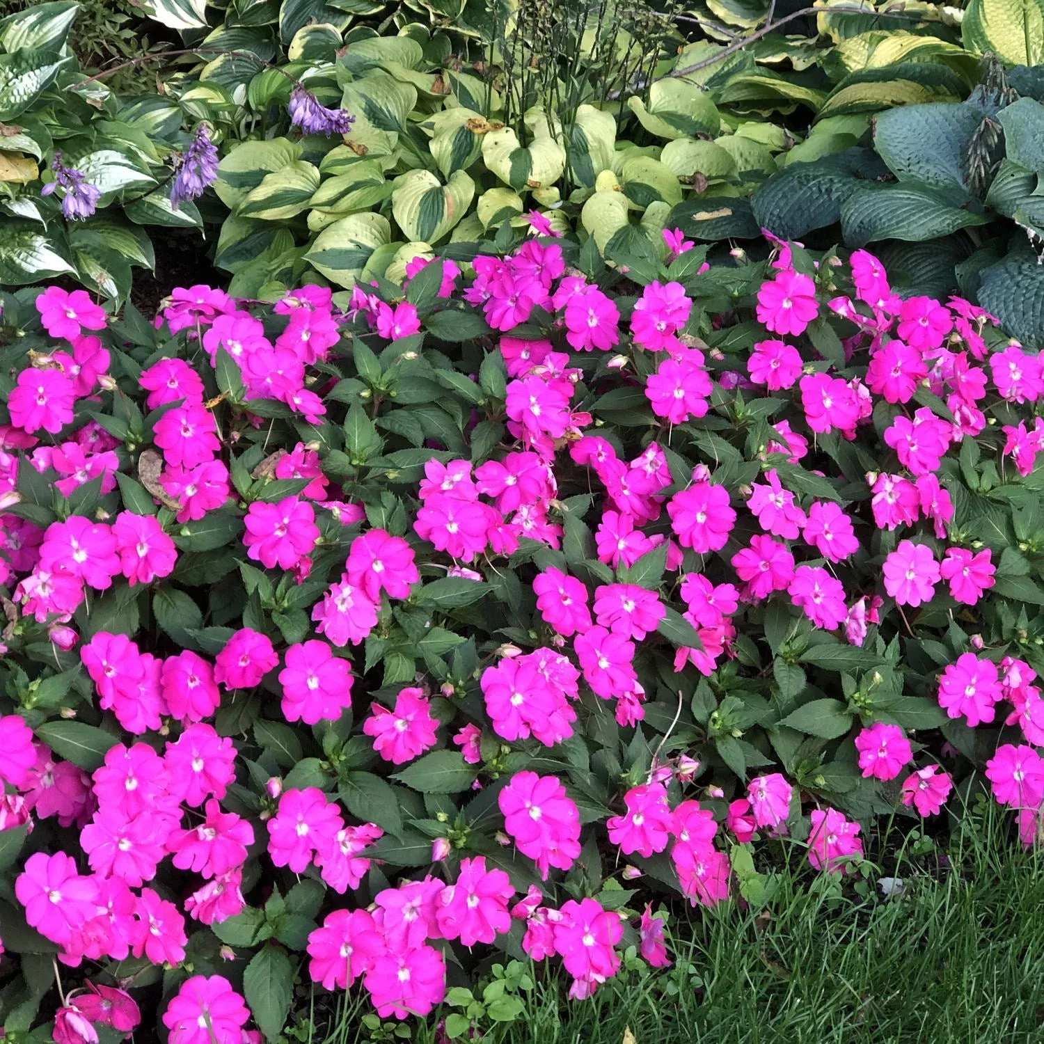 SunPatiens Compact Purple Impatiens