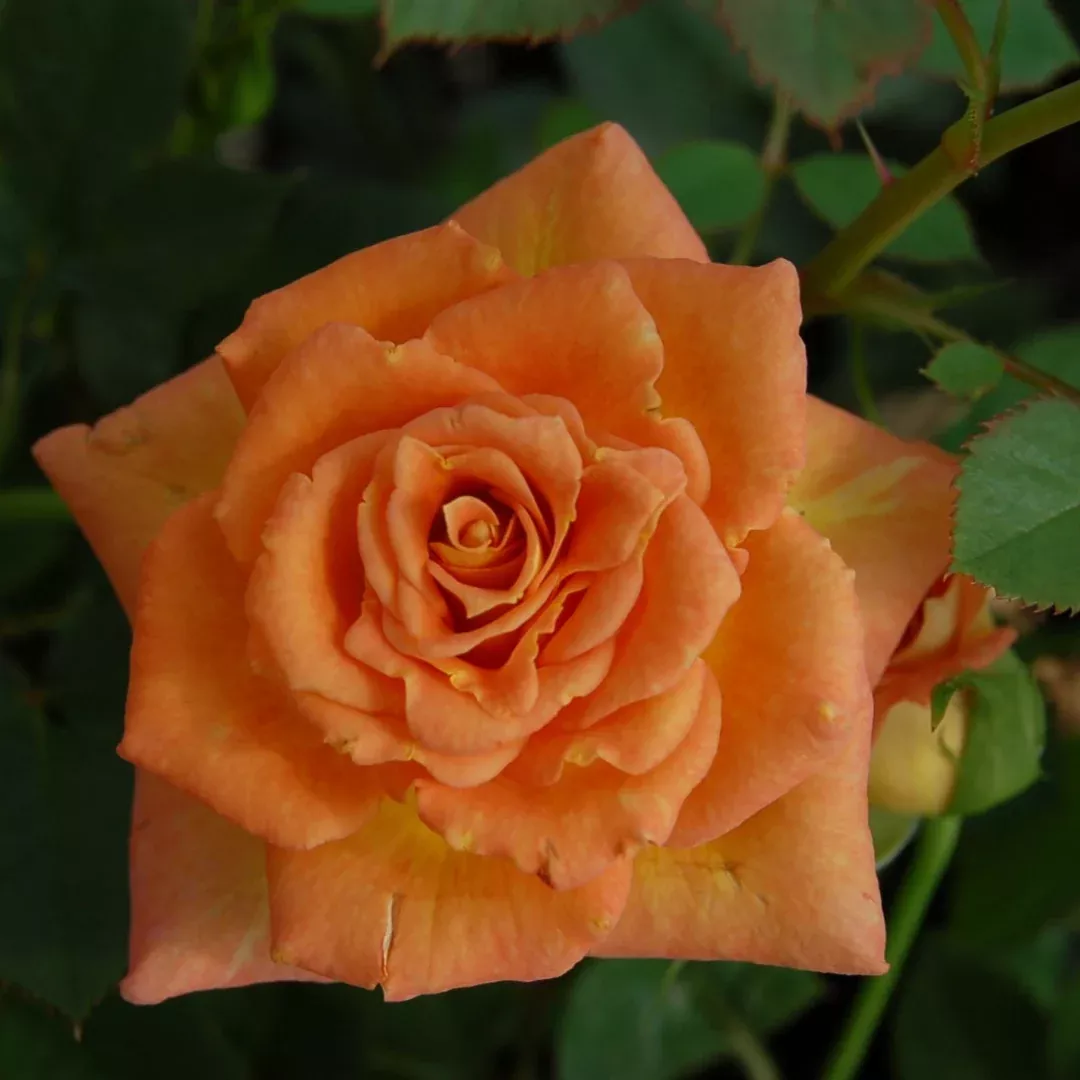 Sunrosa Orange Delight