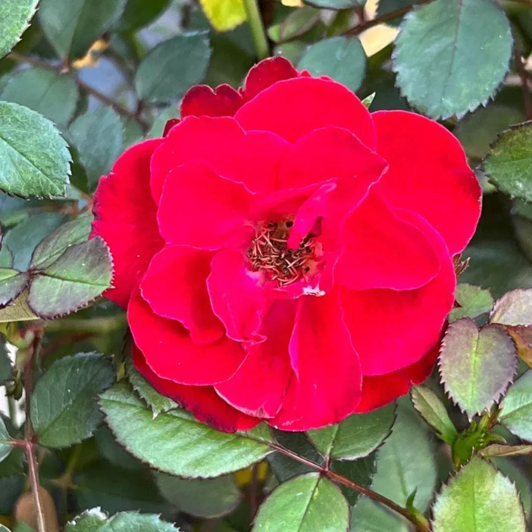 Sunrose Red Rose – Classic Vivid Red Garden | Pixies Gardens