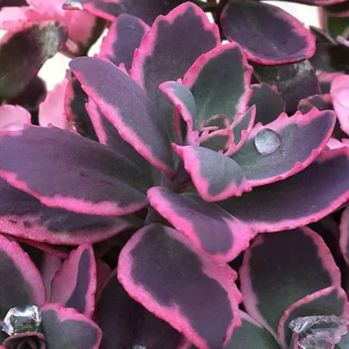 Sunsparkler Dream Dazzler Stonecrop Sedum