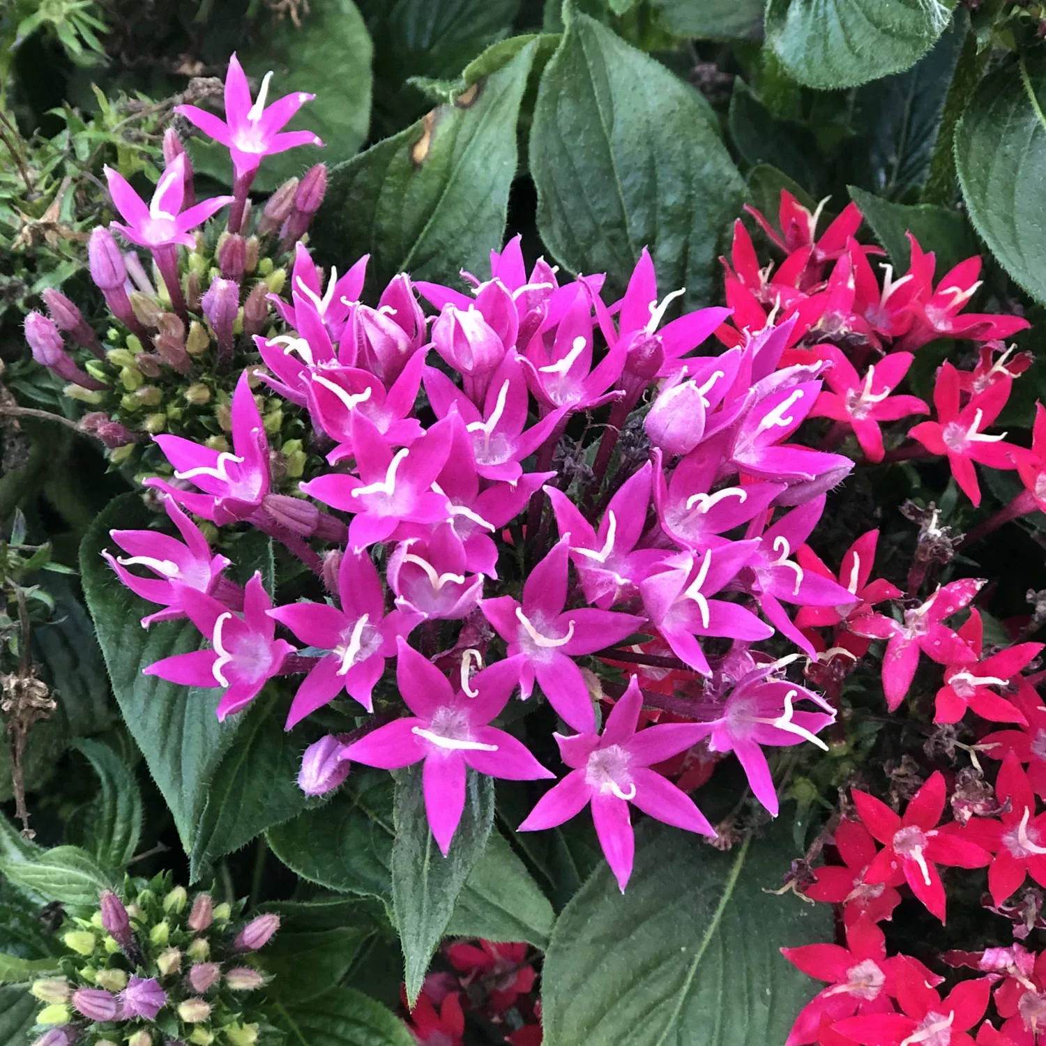 Sunstar Rose Egyptian Star Flower (Pentas)