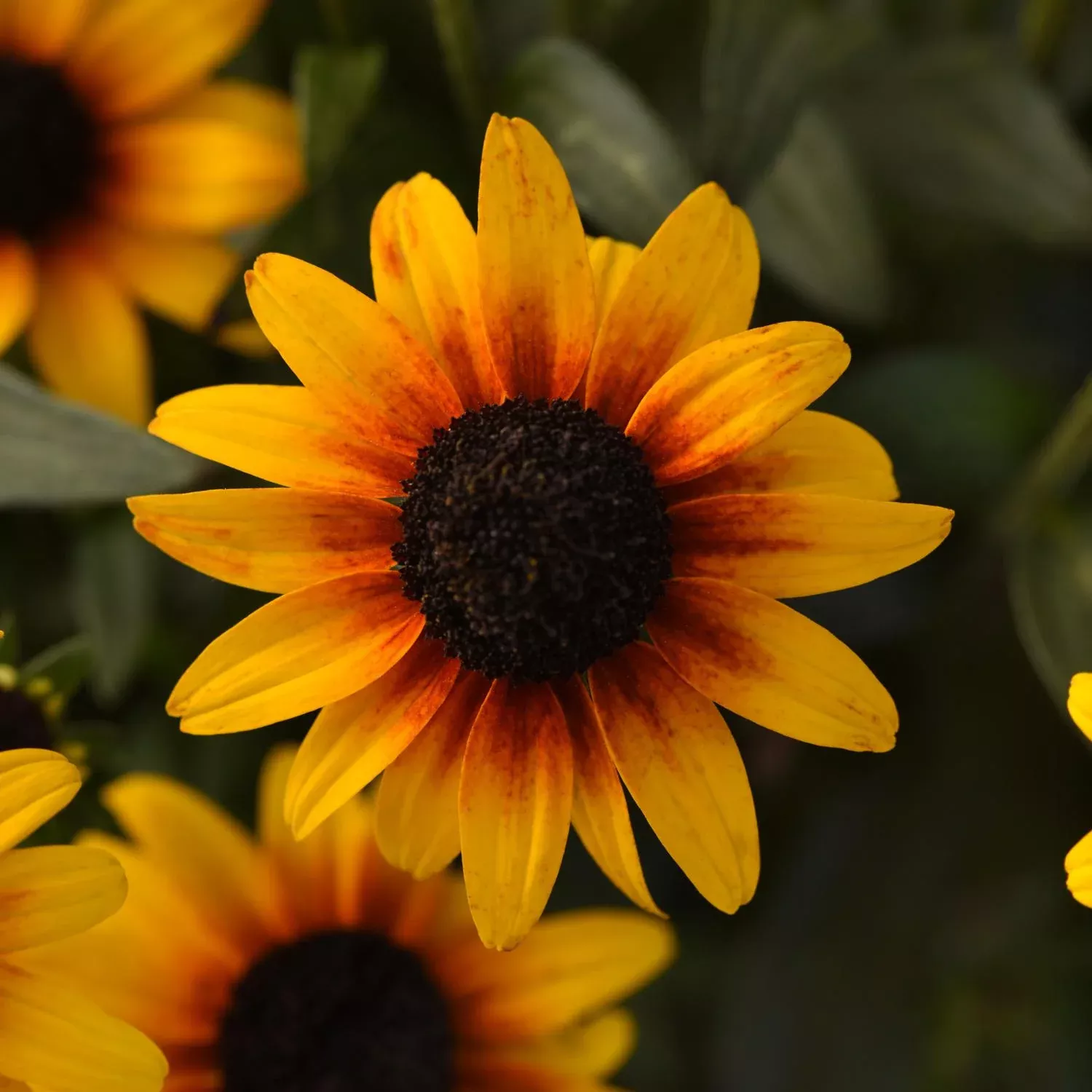 'Suntacular' Black-Eyed Susan (Rudbeckia)