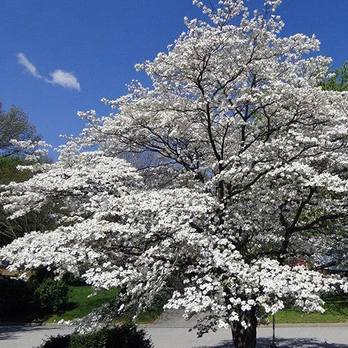 Super Princess White Dogwood